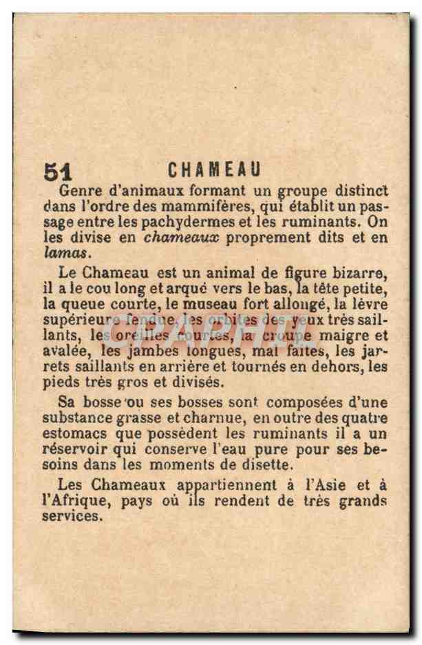 Chromo Chameau — Verso