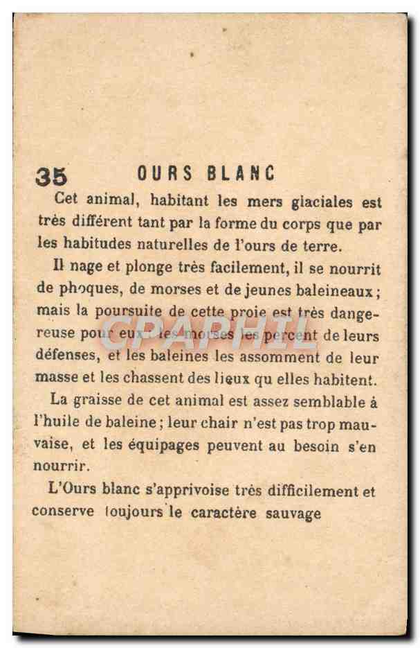 Chromo Ours Blanc — Verso
