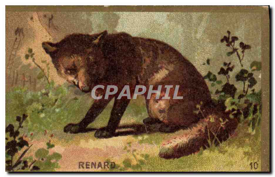 Chromo Renard