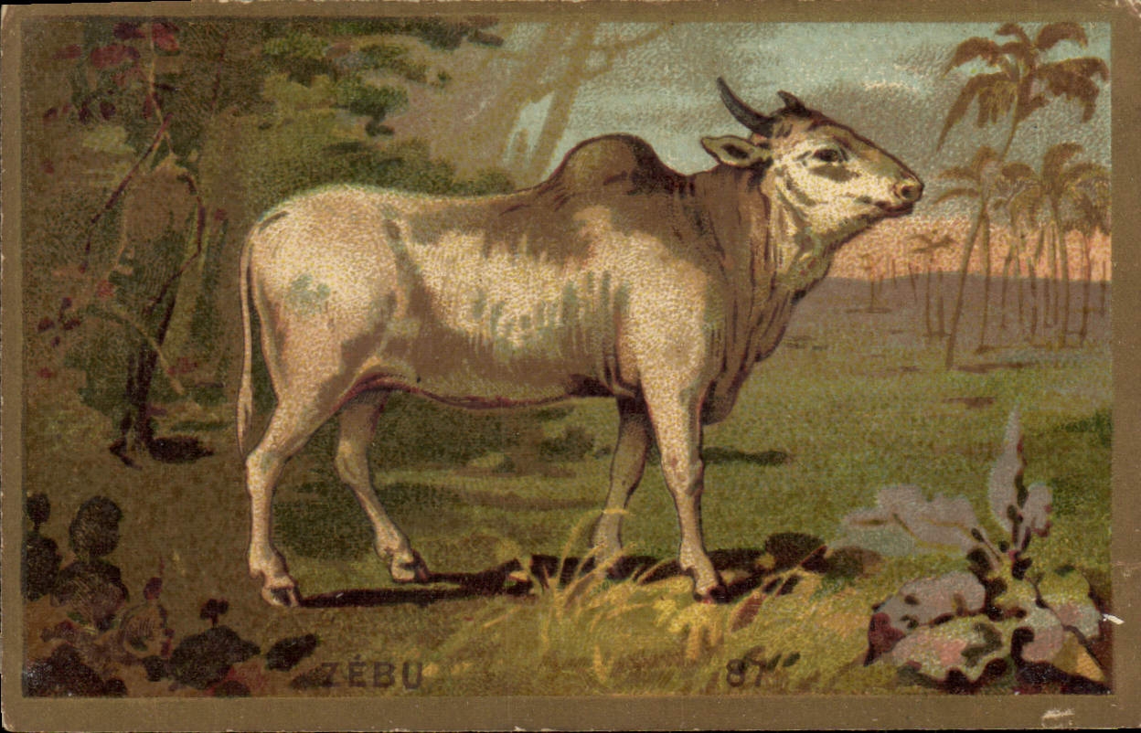 Chromo Zebu 