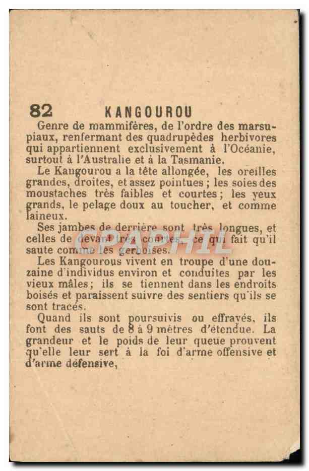 Chromo Kangurou Kangourou — Verso