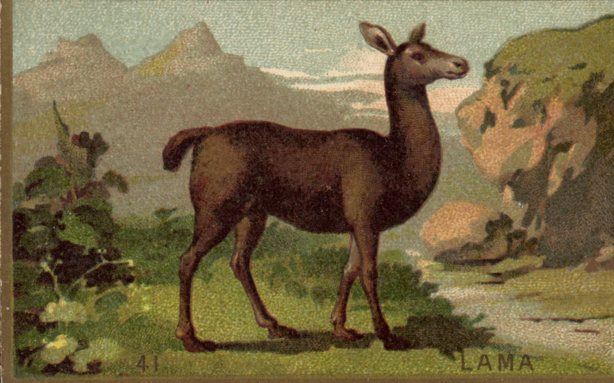 Lama — série 41 — éditeur non visible