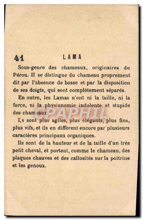 Lama — série 41 — éditeur non visible — Rückseite