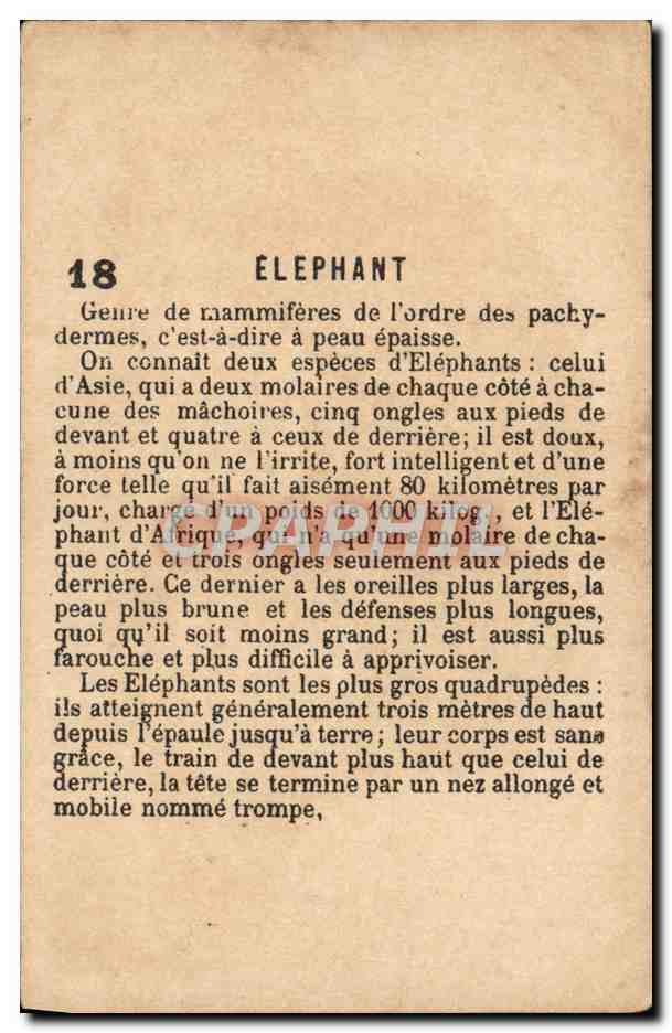 Chromo Elephant — Verso