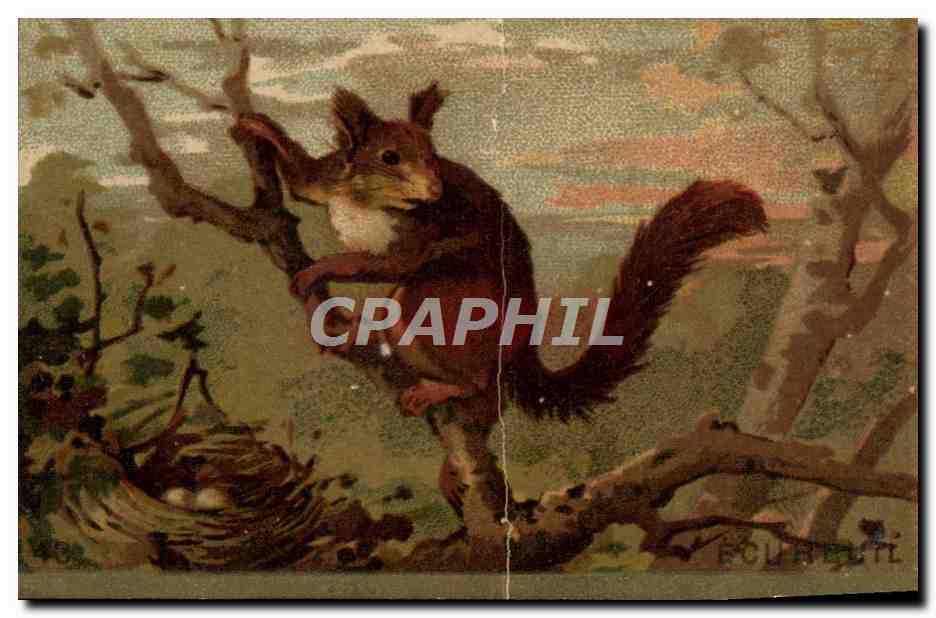Chromo Ecureuil