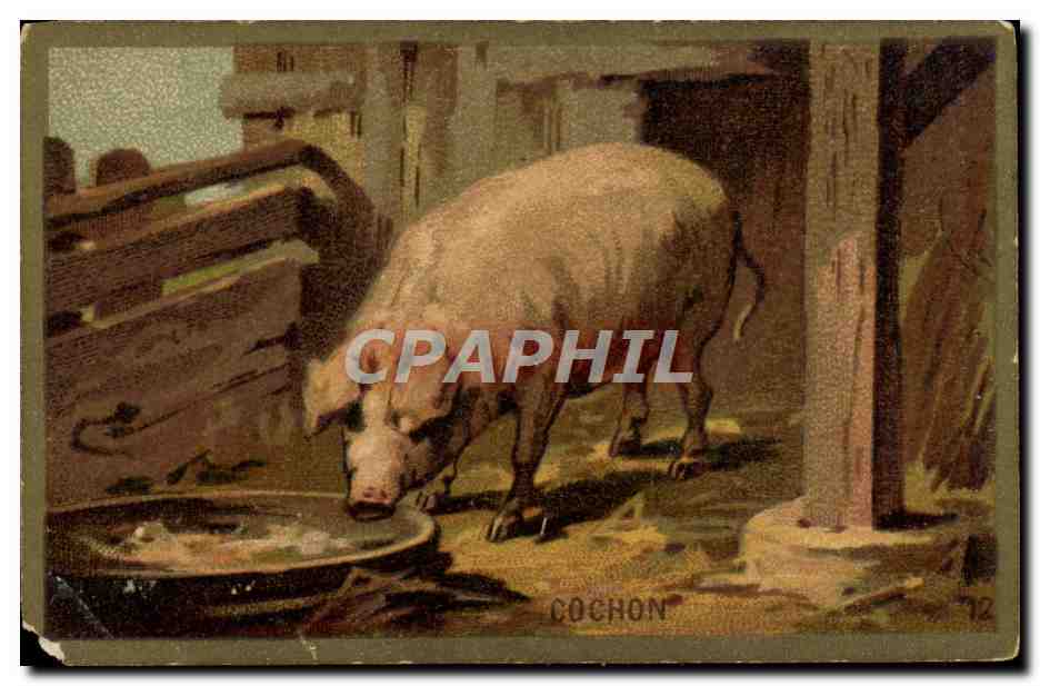 Chromo Cochon Porc 