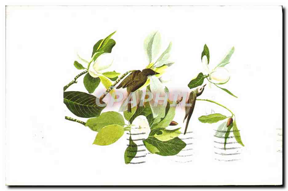 CPM Fantaisie Fleurs Magnolia