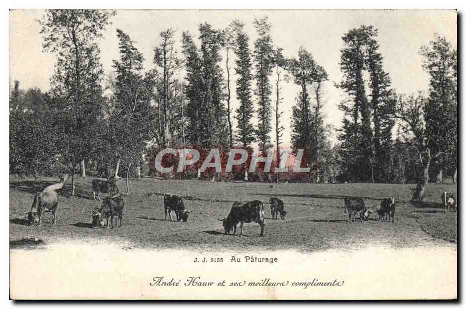 CPA Au paturage Vaches Andre Hauw