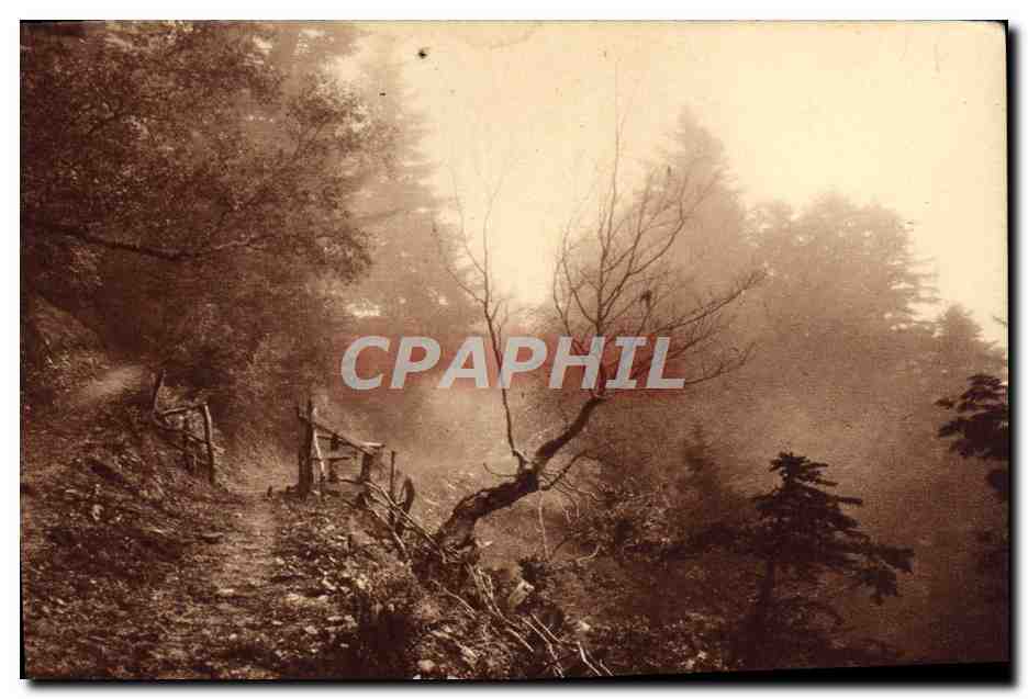 Sentier de montagne, forêt de Superbagnères — Luchon, Hautes-Pyrénées — Édition Jové, Pau (B.-P.)