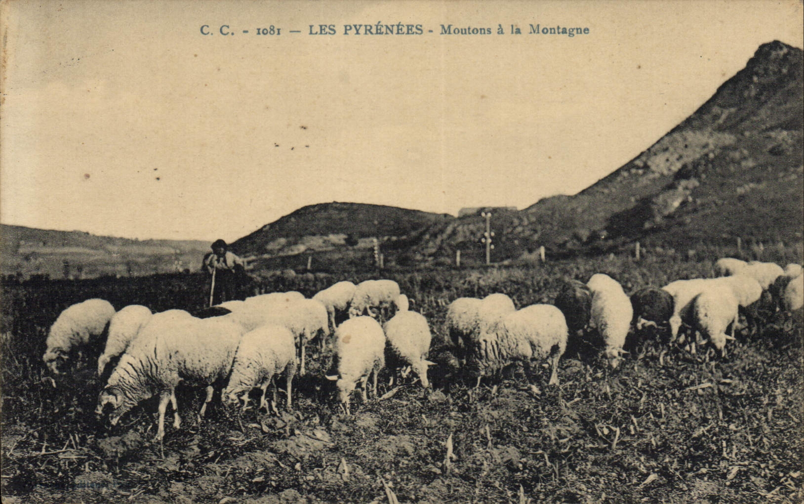 CPA Les Pyrenes Moutons a la Montagne Berger 