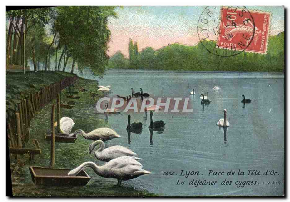 CPA Lyon Farc de la Tete d'Or Le dejeuner des Cygnes