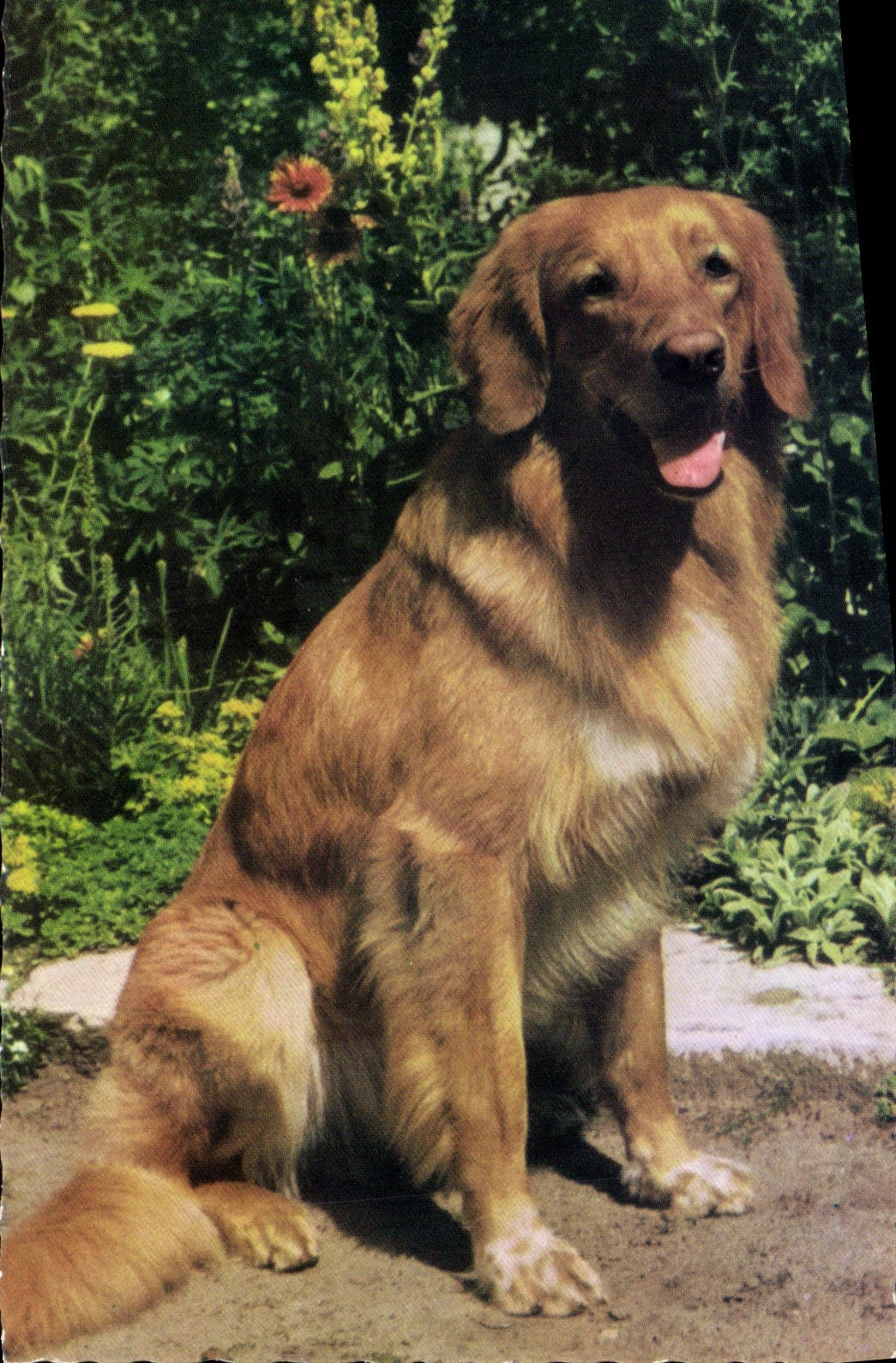 CPM Chien