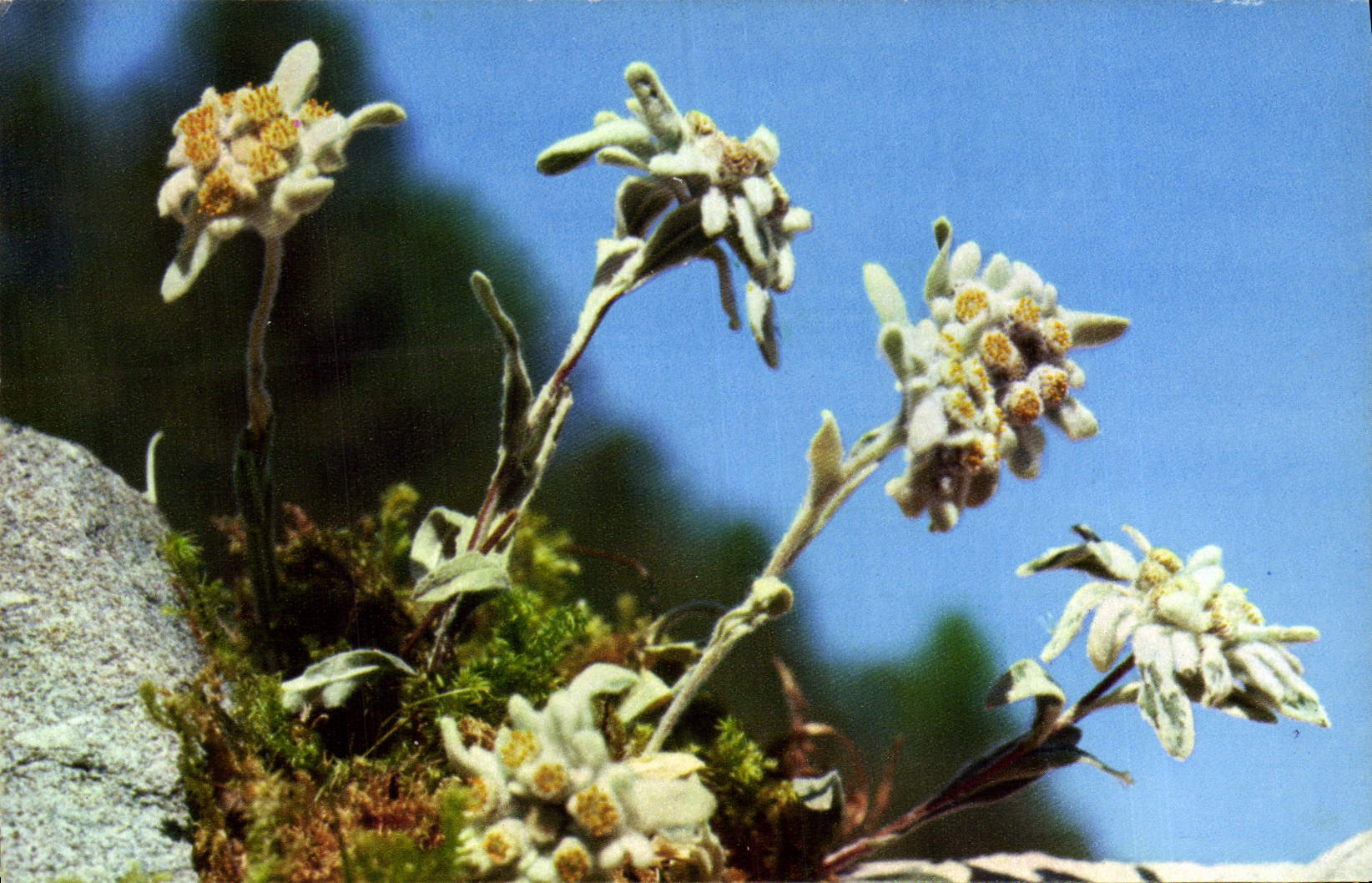 CPM Edelweiss