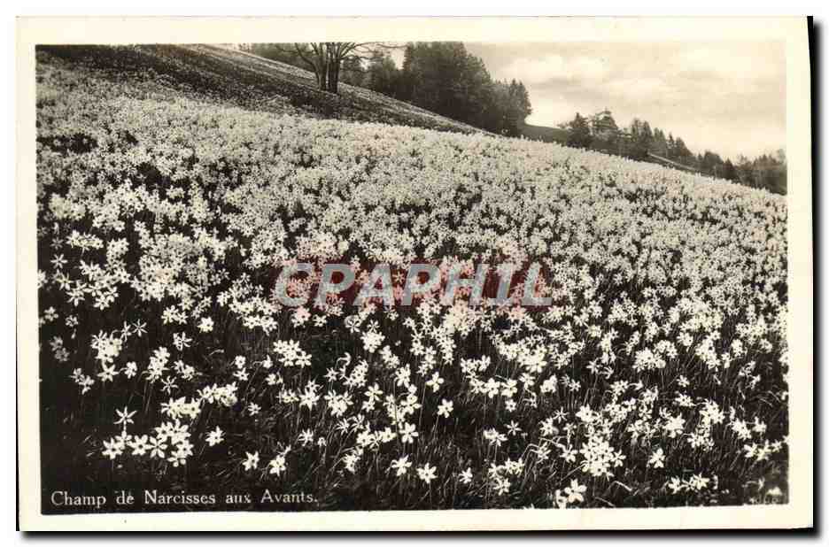 CPA Champ de Narcisses aux Avants