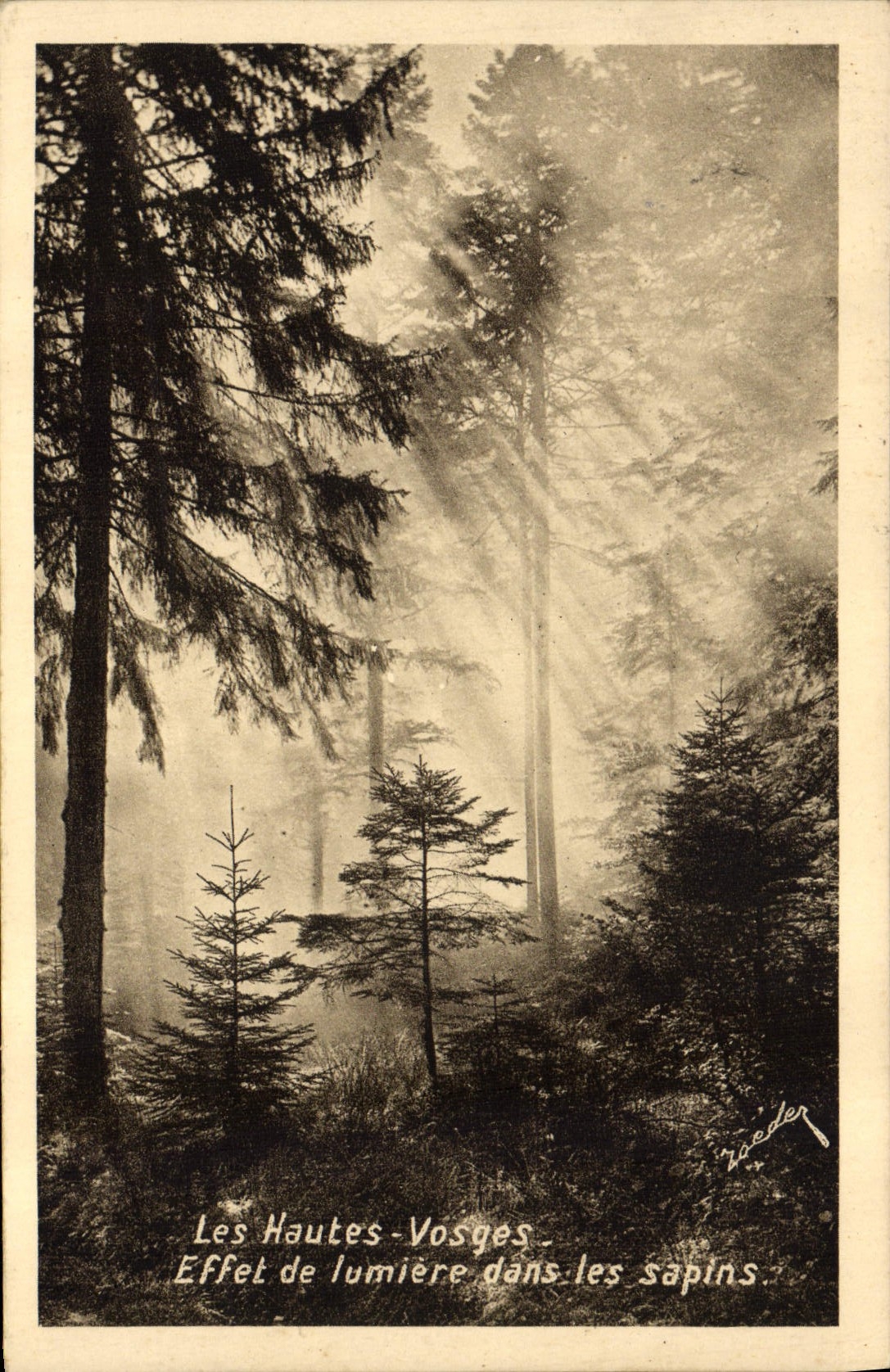 CPA Les Hautes Vosges Effet de lumiere dans les sapins