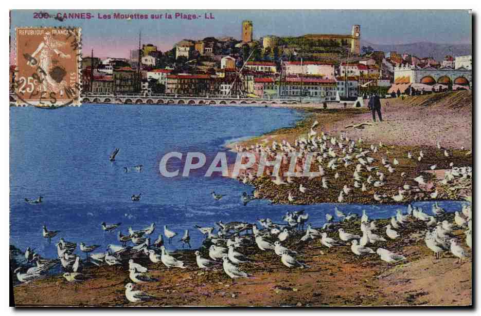 CANNES - Les Mouettes sur la Plage - LL
