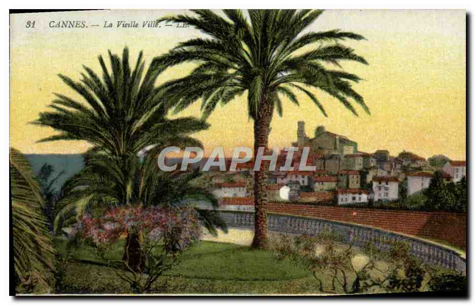 CPA Cannes La Vieille Ville Palmier 