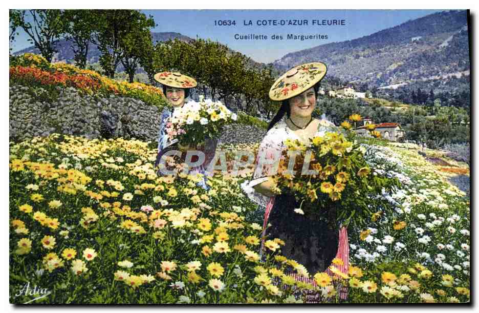 CPA La Cote D'Azur Fleurie Cueillette des Marguerites Femmes Folklore