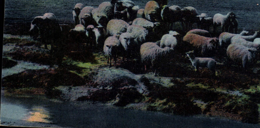 Les Prés Salés des Grèves — Mont Saint-Michel — CPAPHIL n°25