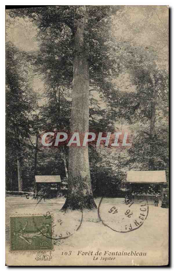 Antike Ansichtskarte Forêt de Fontainebleau Der Jupiterbaum