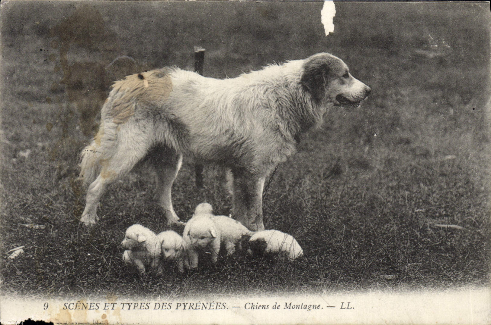 CPA Scenes Et Types Des Pyrenees Chiens de Montagne Chiot Chien