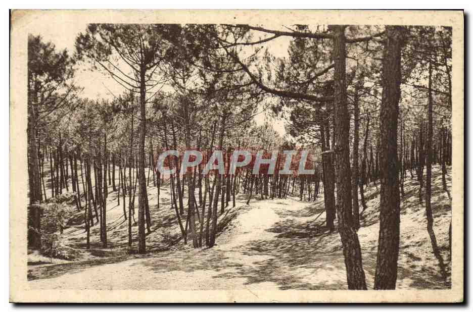 Forêt de Pins à St-Jean-de-Monts (Vendée) — parcours sinueux sur les bosses et dans les creux — J. Bounges & Cie, Nantes