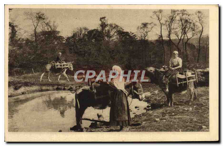 CPA Notre Normandie Lait Laitieres Ane Folklore 