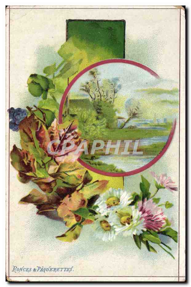 Fleurs et paysage — Ronces & Pâquerettes — éditeur non visible