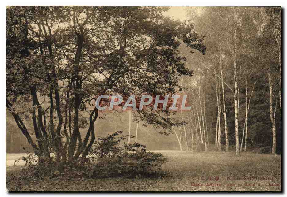 CPA Parc de Saint Cloud Etude d'arbres pres le rond de chasse