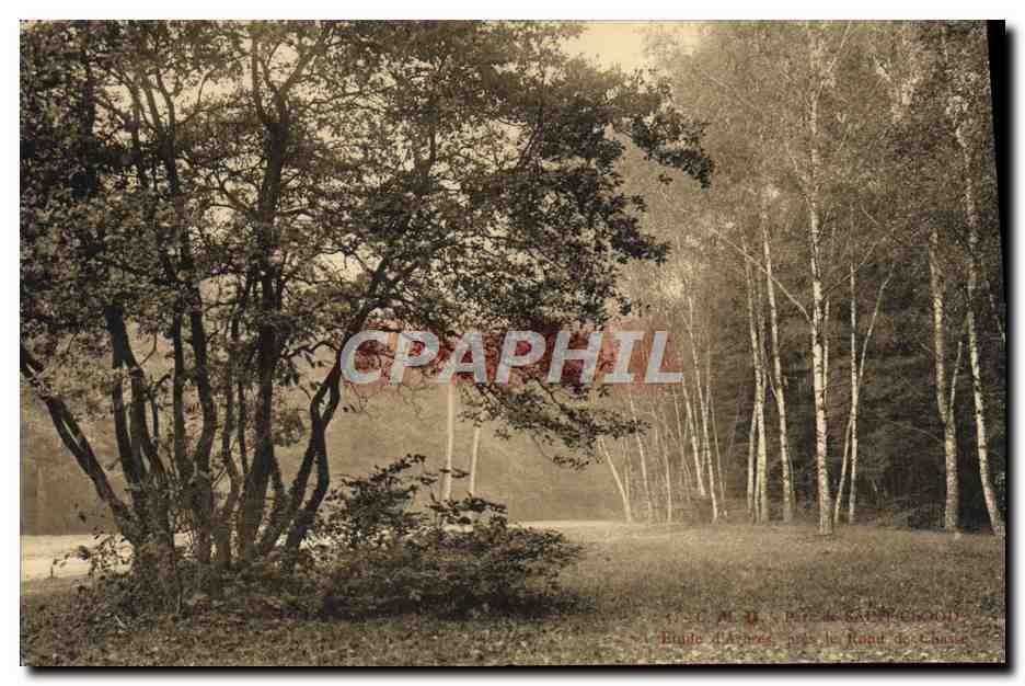 CPA Saint Cloud Parc Etude d'arbres pres le Rond de chasse