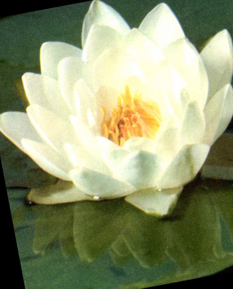 CPM Fleurs Nenuphar