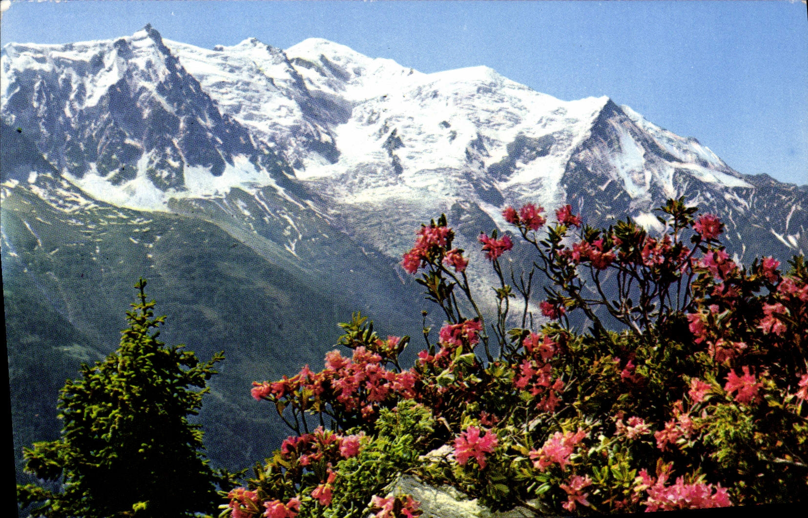 Mont Blanc — vue du massif avec rhododendrons en fleur — Éditions G. ROSAT-WIGNOD