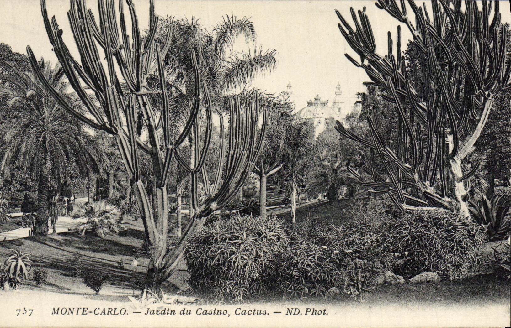 CPA Monte Carlo Jardin du Casino Cactus 