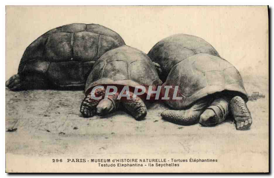 CPA Paris Museum d'Histoire Naturelle Tortues elephantines Iles Seychelles Tortue 