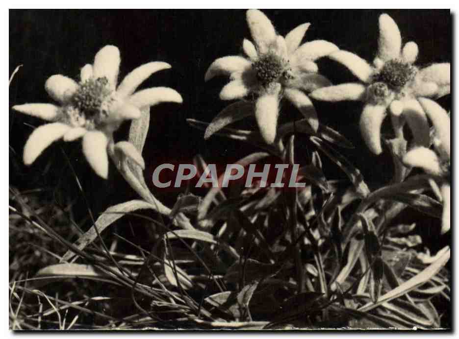 CPA Leontopodium Alpinum Edelweiss