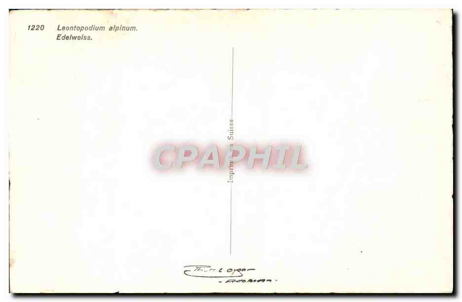 CPA Leontopodium Alpinum Edelweiss — Rückseite