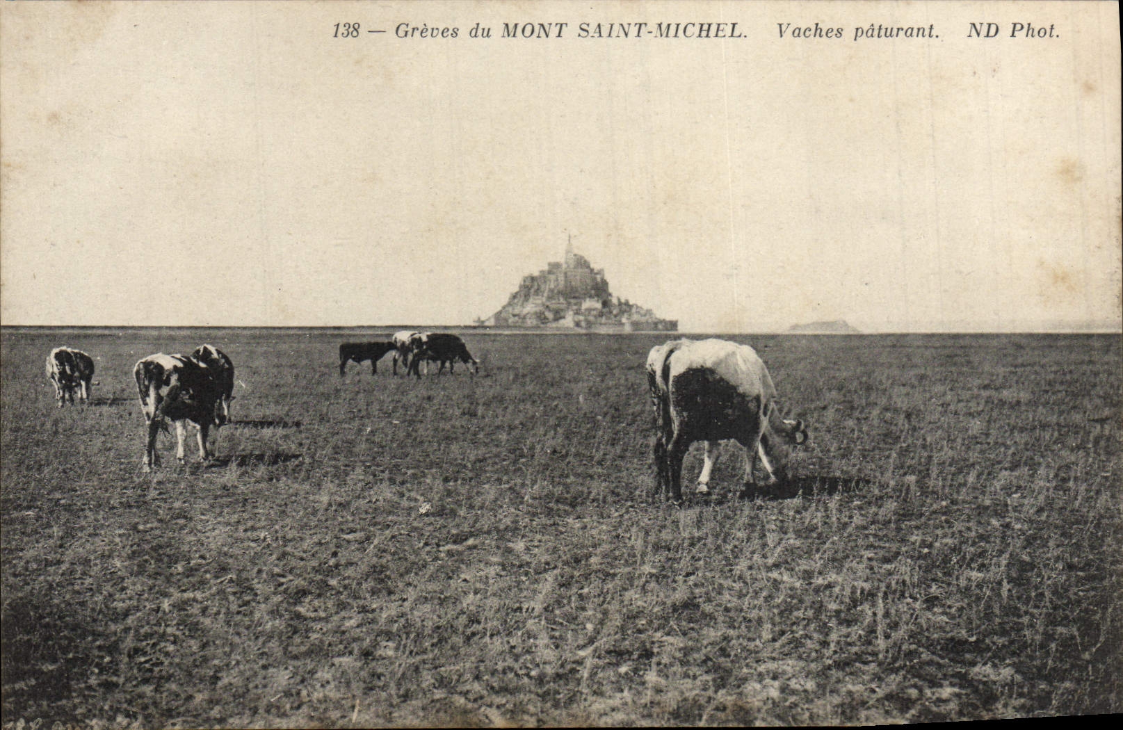 Grèves du Mont Saint-Michel — Vaches pâturant — ND Phot.