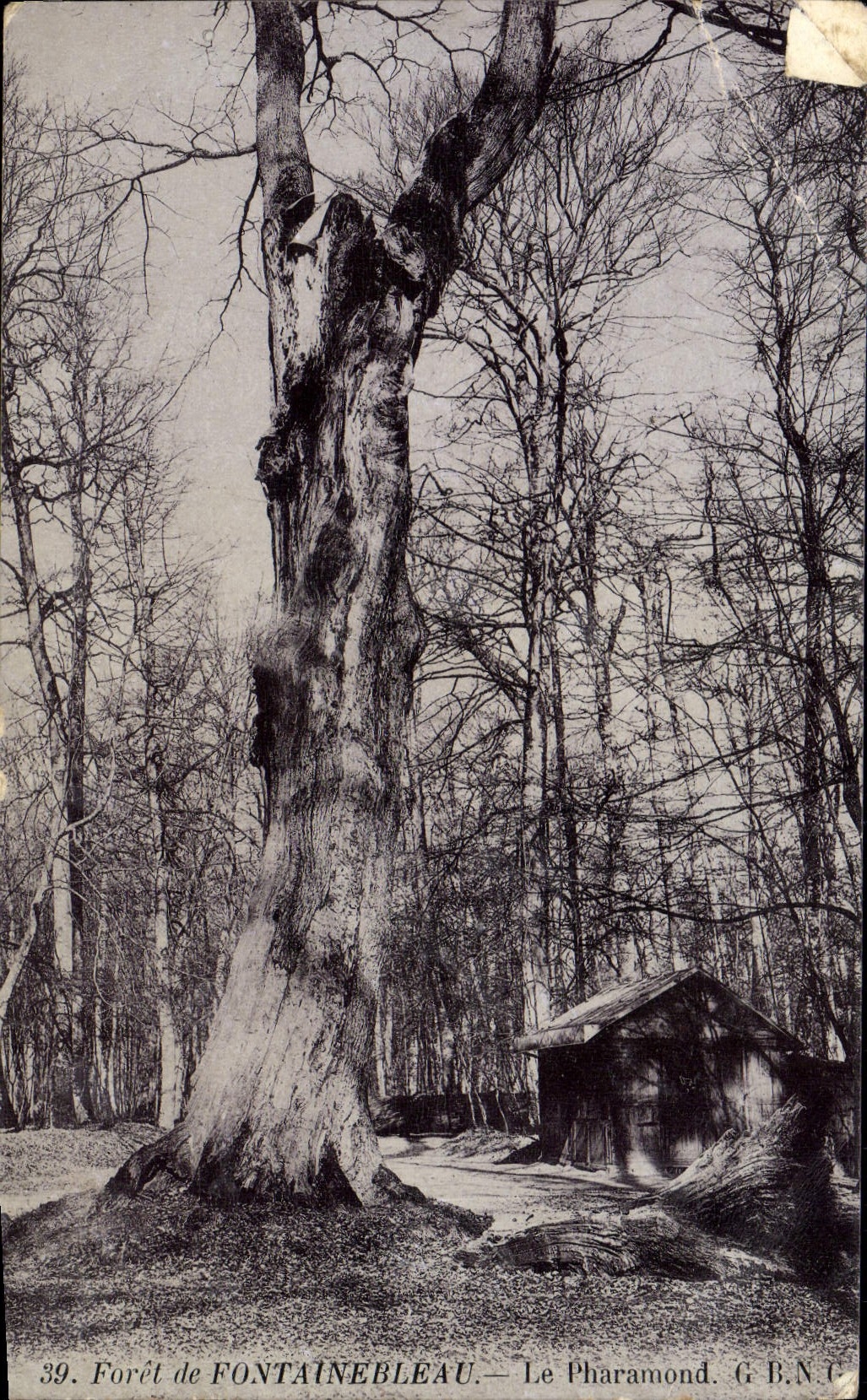 Forêt de FONTAINEBLEAU — Le Pharamond — G.B.N.C.