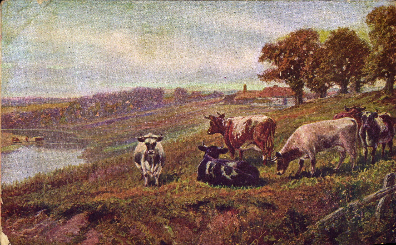 CPA Vaches Bouchain pres Cambrai