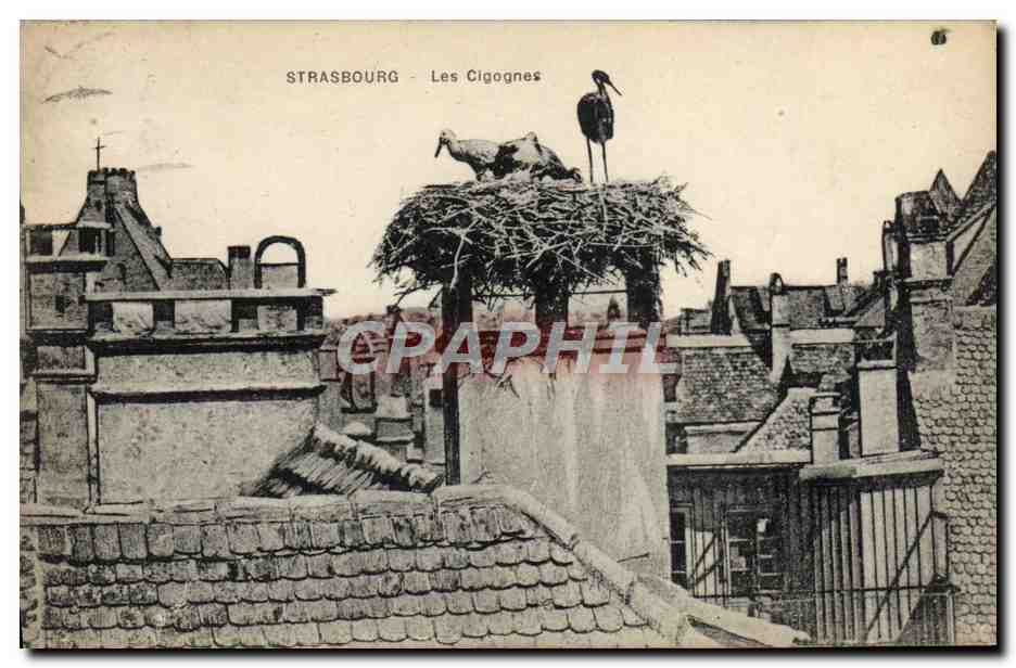 CPA Strasbourg Les Cigognes