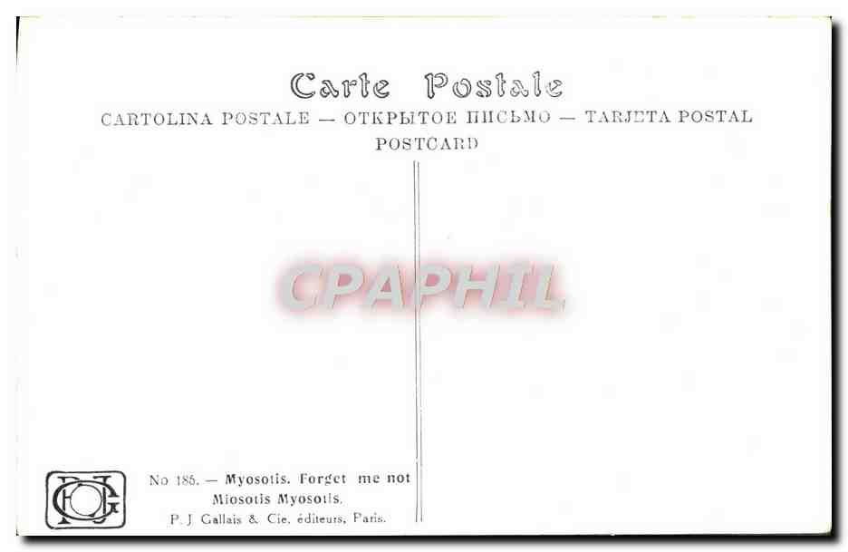 CPA Fantaisie Fleurs Myosotis Forget Me Not — Verso