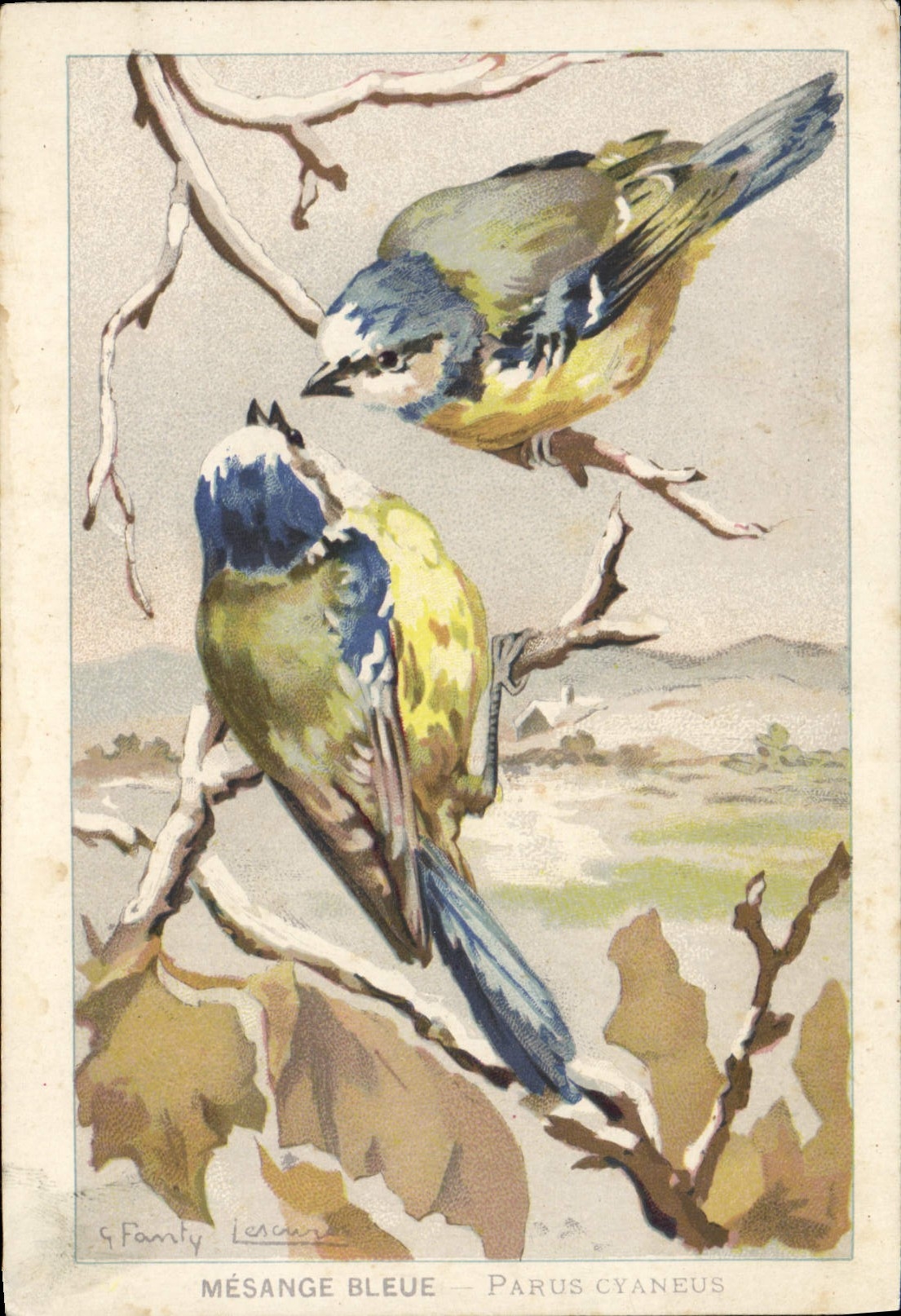 CPA Fantaisie Mesange Bleue Parus Cyaneus 