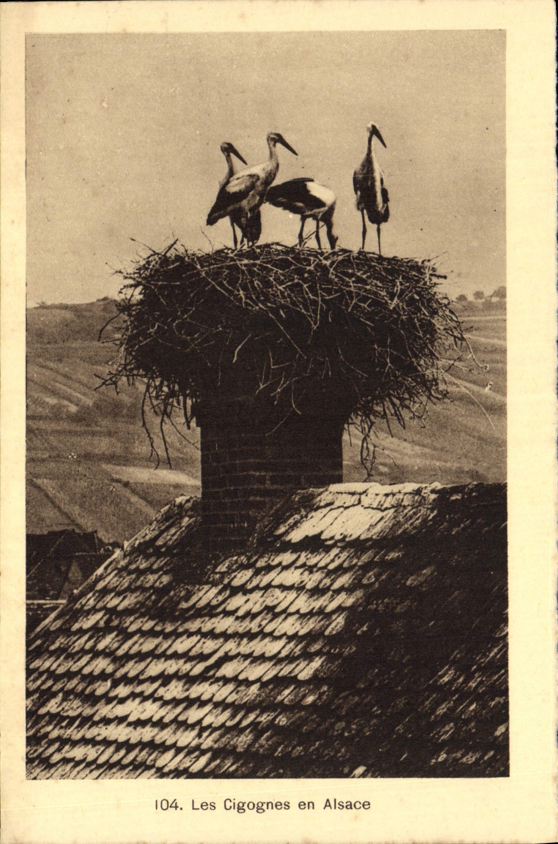 CPA Les Cigognes en Alsace 
