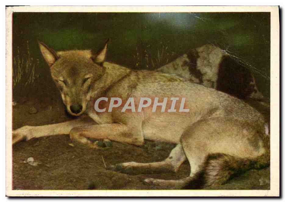 Image Loup Cote d'or