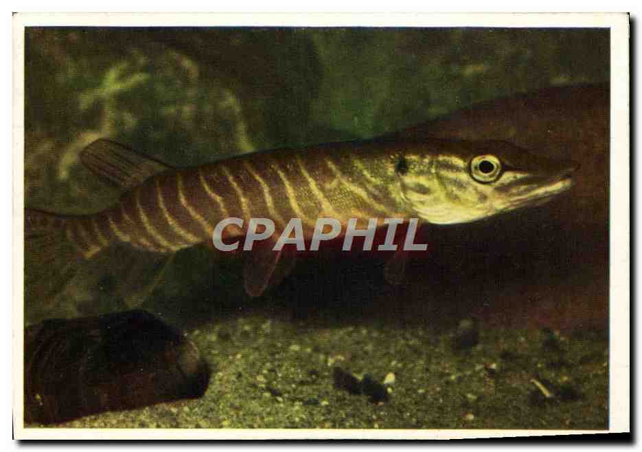 Image Brochet Poisson Cote d'Or Brussels