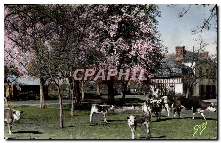 CPM La Normandie Pommiers En Fleurs Et Poiriers Blancs Vaches