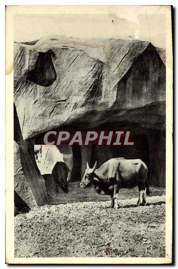CPM Paris Jardin Zoologique De Vincennes Les buffles