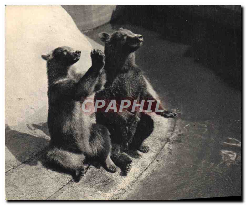 CPA Paris Parc Zoologique Du Bois De Vincennes Un couple d'ours bruns