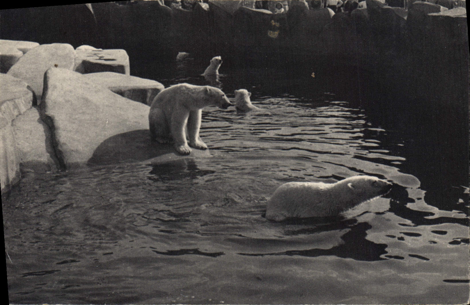 CPA Paris Parc Zoologique Du Bois De Vincennes Le bassin des ours blancs