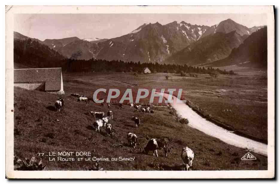 CPA Le Mont Dore La Route Et La Chaine Du Sancy Vaches